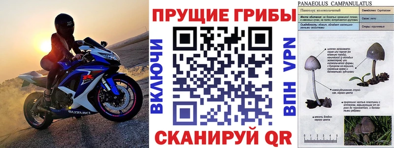 OMG вход магазин Санкт-Петербург Псилоцибиновые грибы MAGIC MUSHROOMS